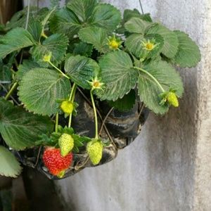 Meet your Posher, Carla